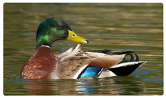 DNSEMP-C-308 Duck Mallard